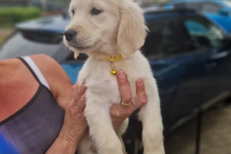 Golden Retriever