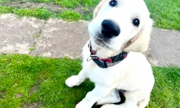 Golden Retriever
