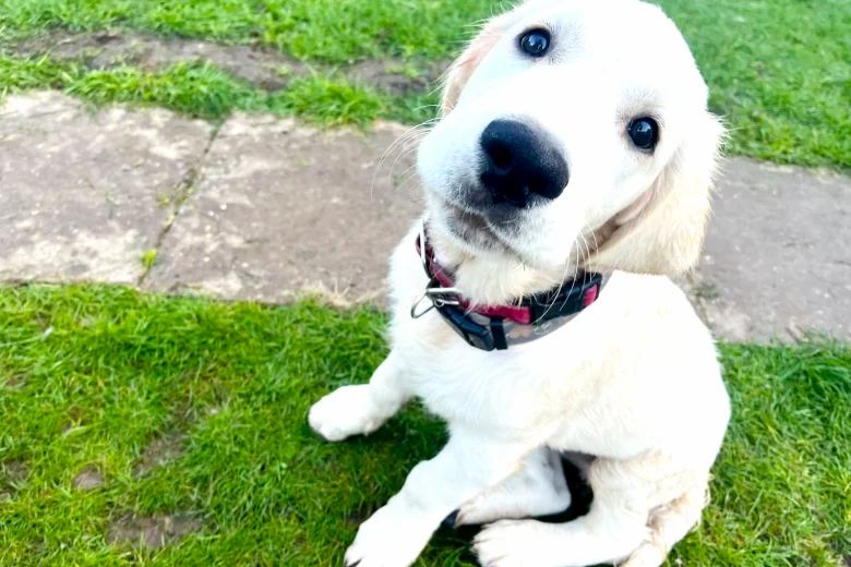 Golden Retriever