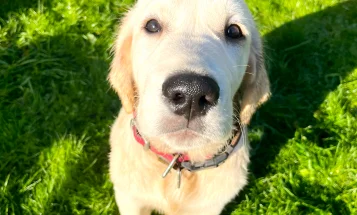 Golden Retriever