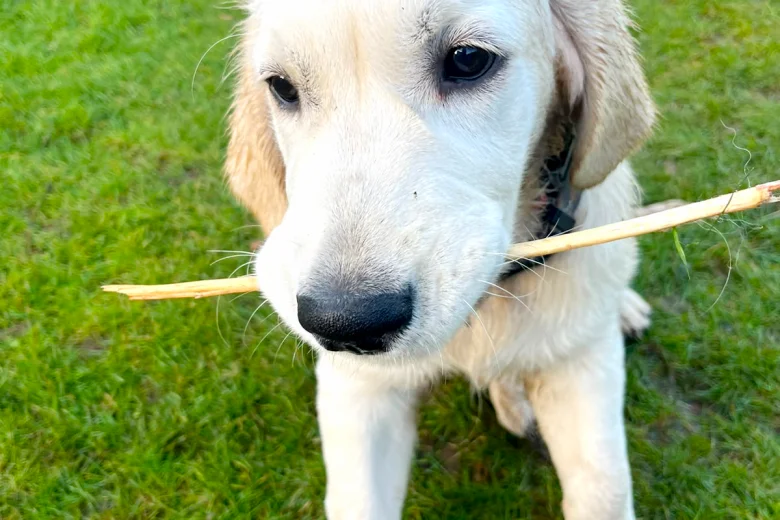 Golden Retriever