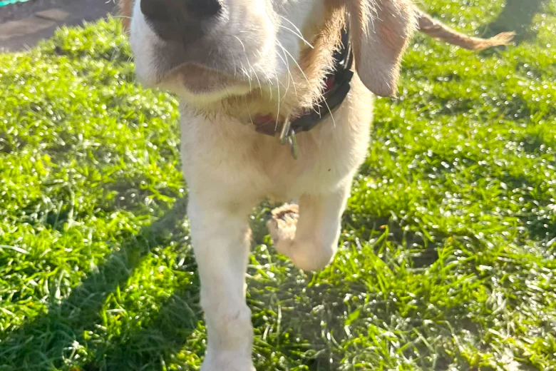Golden Retriever