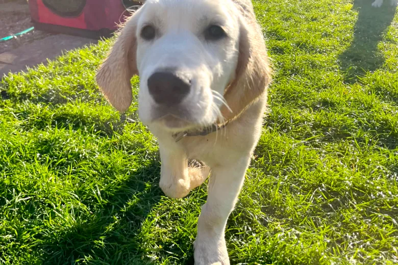 Golden Retriever