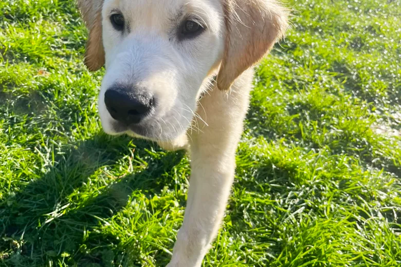 Golden Retriever