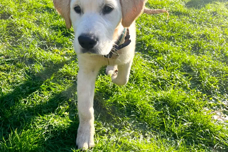 Golden Retriever