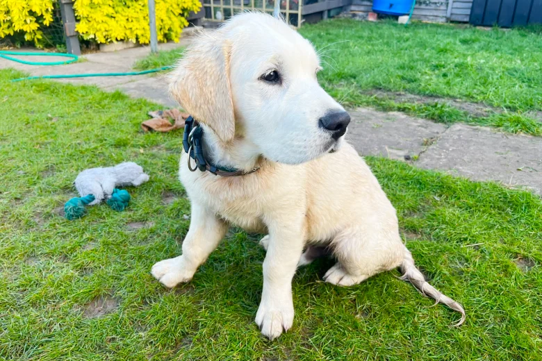 Golden Retriever