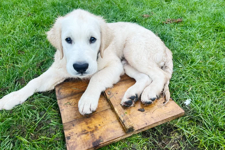 Golden Retriever