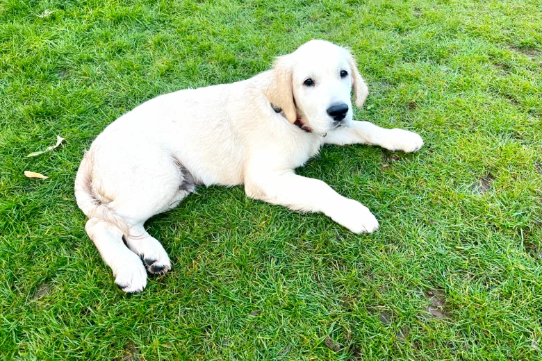 Golden Retriever