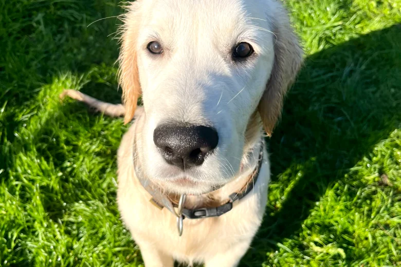 Golden Retriever