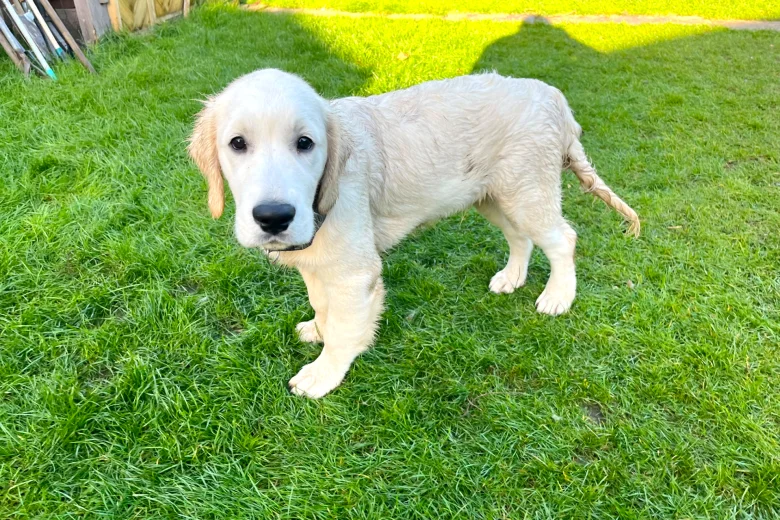 Golden Retriever