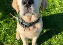Rex - The Great Golden Heart