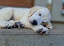 Max - The Great Golden Heart