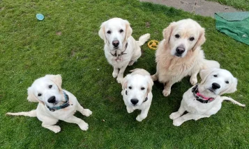 Golden Retriever
