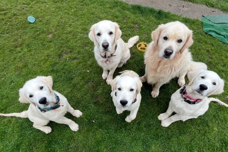 Golden Retriever