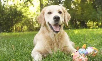 Golden Retriever