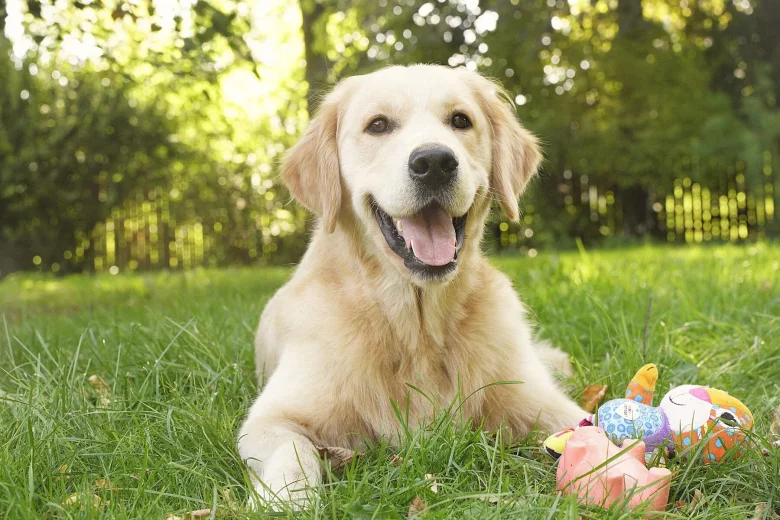 Golden Retriever