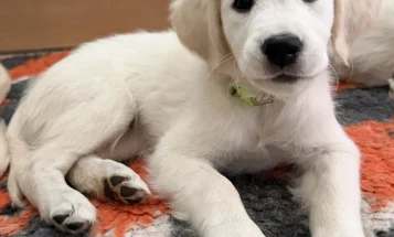 Golden Retriever