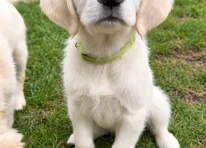 Puppy 2