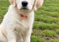 Puppy 3