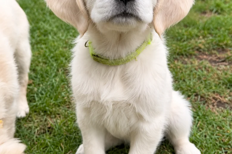 Golden Retriever