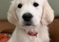 Puppy 1