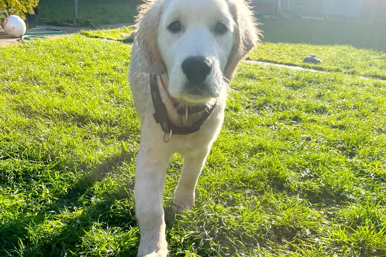 Golden Retriever
