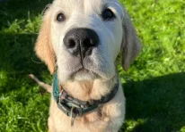 Rex - The Great Golden Heart