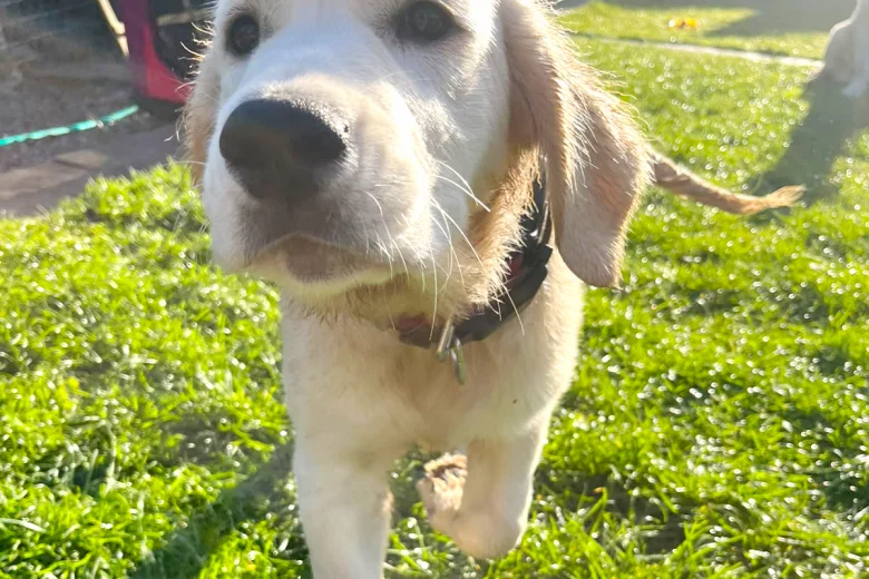 Golden Retriever