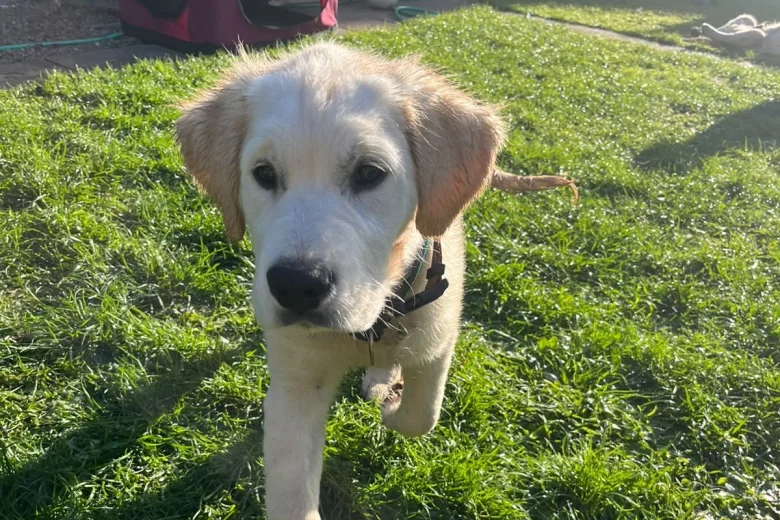 Golden Retriever