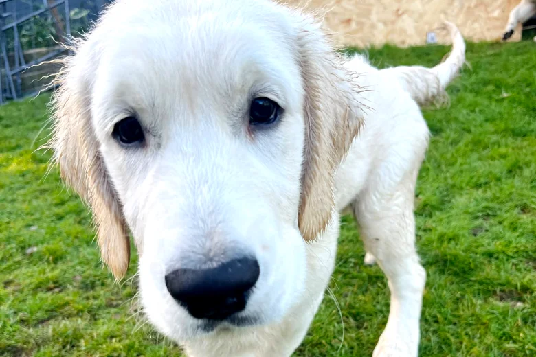 Golden Retriever
