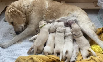 Golden Retriever