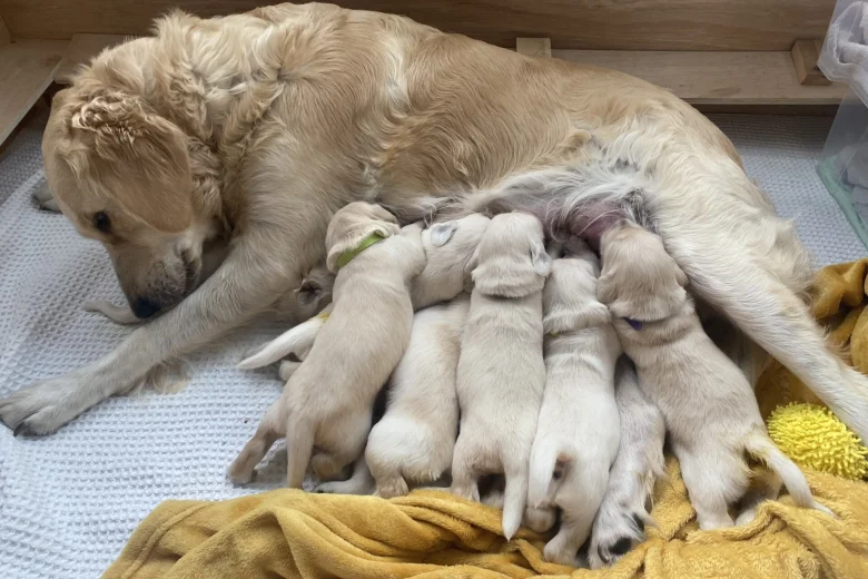 Golden Retriever