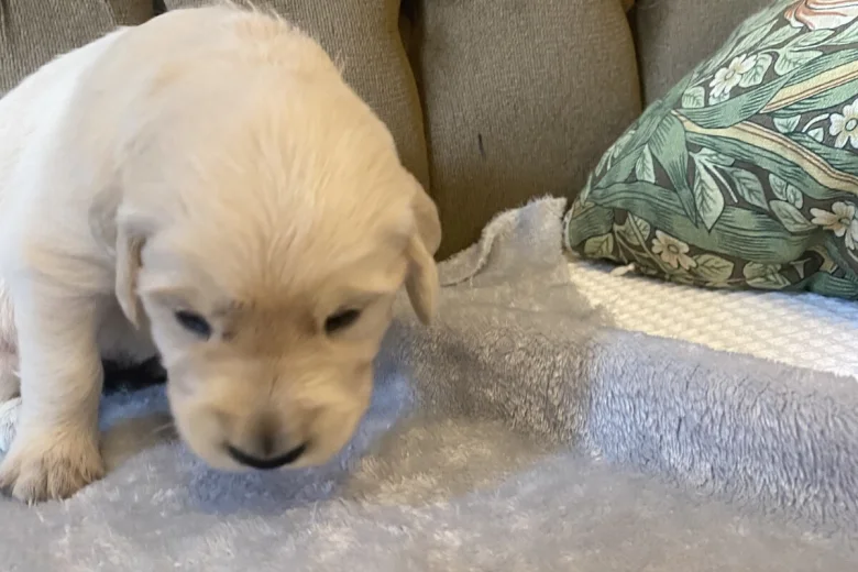 Golden Retriever