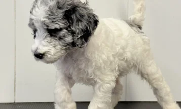 Goldendoodle