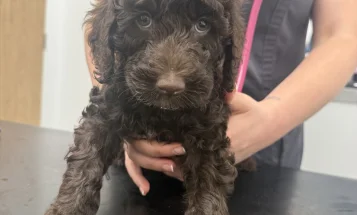 Goldendoodle