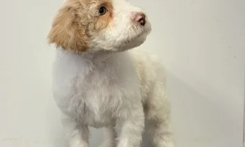 Goldendoodle