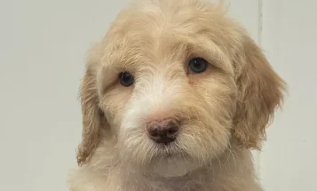 Goldendoodle