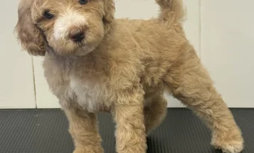 Goldendoodle
