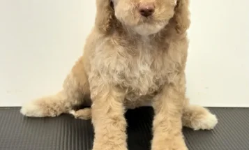 Goldendoodle