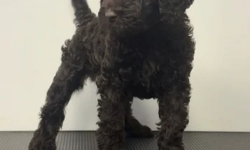 Goldendoodle