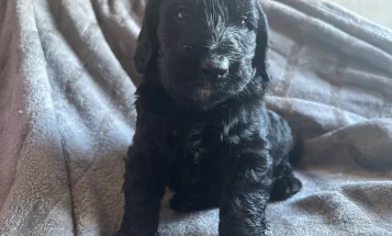 Goldendoodle