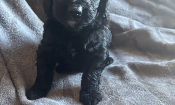 Goldendoodle
