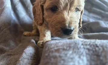 Goldendoodle