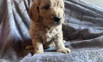 Goldendoodle