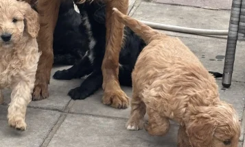 Goldendoodle