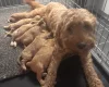 Goldendoodle