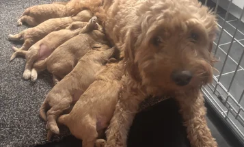 Goldendoodle