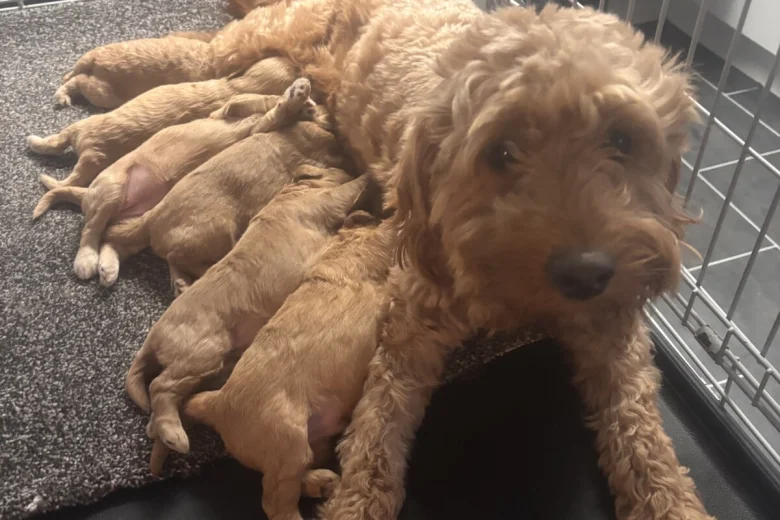 Goldendoodle
