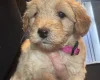 Goldendoodle