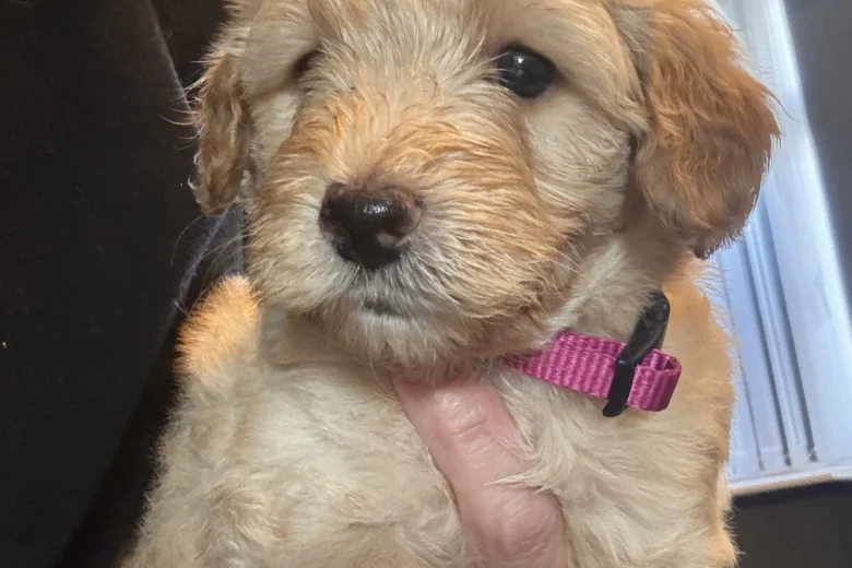 Goldendoodle